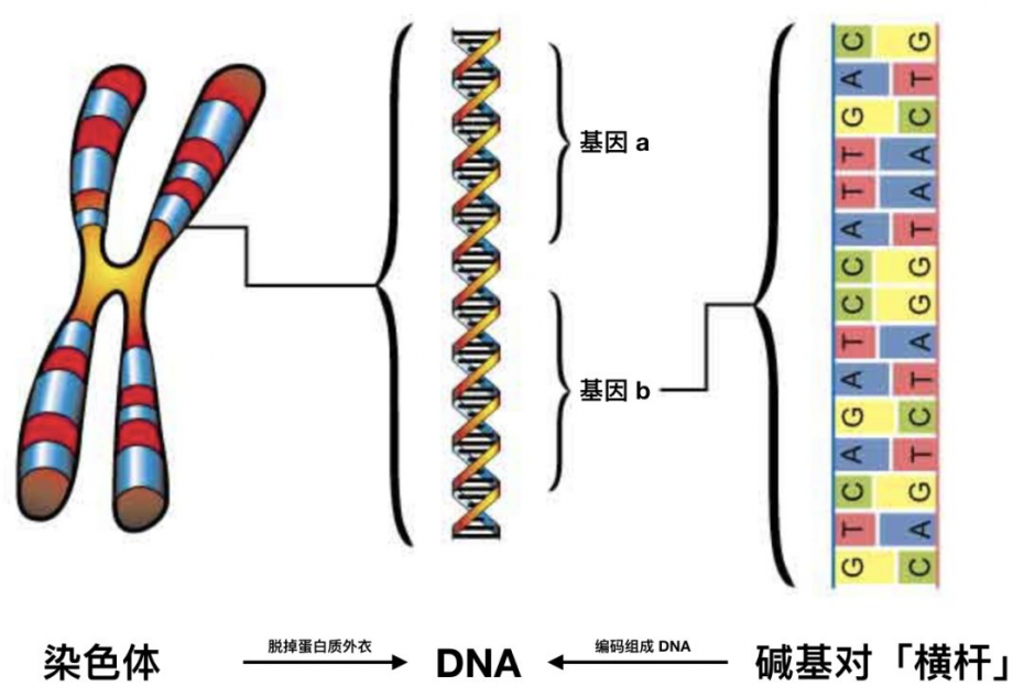 各色DNA